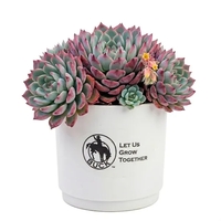Assorted Succulents in White Pot... from ASI 58295 Groline