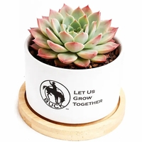Assorted Succulents in White Ceramic Pot with Bamboo Tray... from ASI 58295...