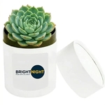 Assorted Succulents in White Round Box