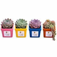 Assorted Succulents in Square Ceramic Pot... from ASI 58295 Groline
