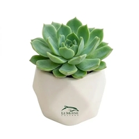 Assorted Succulents in White Ceramic Pot... from ASI 58295 Groline