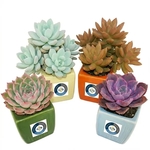 Assorted Succulent Plants in 3-Inch Ceramic Pots