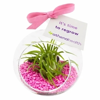 Air Plant Terrarium Kit with Pink Pebble Rocks... from ASI 58295 Groline