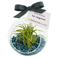 Air Plant Terrarium Kit with Blue Lagoon Pebble Rocks