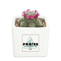 Assorted Cactus in White Square Ceramic Pot