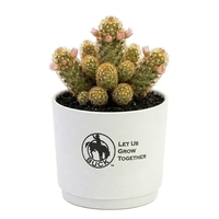Assorted Cactus in White Pot... from ASI 58295 Groline