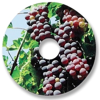 Compostable wine glass tag.... from ASI 35500 American Greenwood Inc / Sprout...