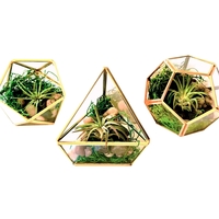 Air Plants in Geometric Glass Terrarium