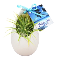 Air Plant in Hanging Ceramic Pot... from ASI 58295 Groline
