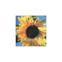 2 29/32" x 2 29/32" - Square shaped white flat flexible... from ASI 68507 The...