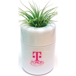 Air Plant in White Pot