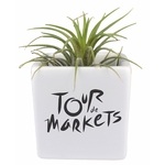 Air Plant in Ceramic Cube Container