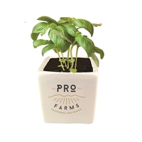 Grow Kit- Basil with Ceramic Pot... from ASI 72657 Active Life Promo / Ingrain