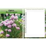 Standard Series Chives Seeds