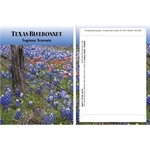 Standard Series Texas Bluebonnet Flower Seeds