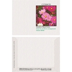 Impression Series Cosmos Flower Seeds