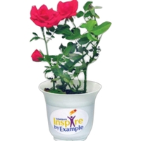 Roses - Live mini potted flowers or plants.... from ASI 58295 Groline / Groline