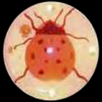 Custom ladybug shape flash lapel pin with flashing light.... from ASI 36988...