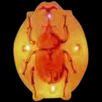 Custom roach shape flash lapel pin with flashing light.... from ASI 36988...