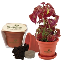 Blossom kit. 1 seed packet.... from ASI 62190 Illini / Illini