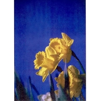 Daffodils