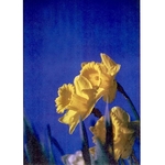 Daffodils