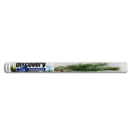 Live Evergreen Tree Seedling in a Clear Presentation Tube... from ASI 58295...