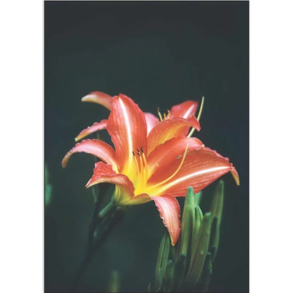 12" x 18" garden size sublimated flag with two-sided red summer... from ASI 31260 AdCapitol / The Flag Factory®