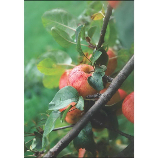 12" x 18" garden size sublimated flag with two-sided apple harvest... from ASI 31260 AdCapitol / The Flag Factory®