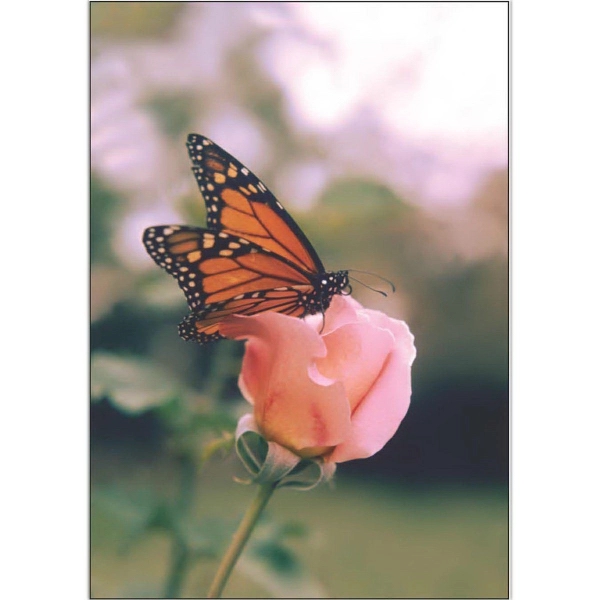 12" x 18" garden size sublimated flag with two-sided butterfly and... from ASI 31260 AdCapitol / The Flag Factory®