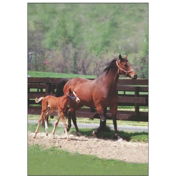 28" x 40" sublimated flag with two-sided mare and foal design;... from ASI 31260 AdCapitol / The Flag Factory®