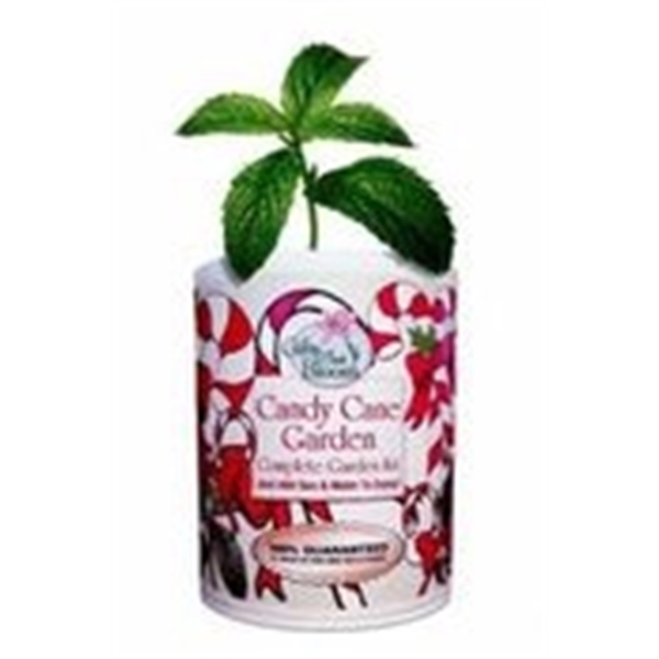 Candy Cane Garden in Eco Friendly Grocan... from ASI 58295 Groline