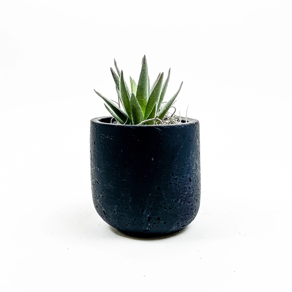 Customizable Potted Faux Plant Perfect for any Desk Space!... from ASI 49451 Desk Plants LLC