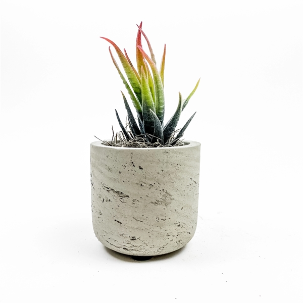 Customizable Potted Faux Plant Perfect for any Desk Space!... from ASI 49451 Desk Plants LLC
