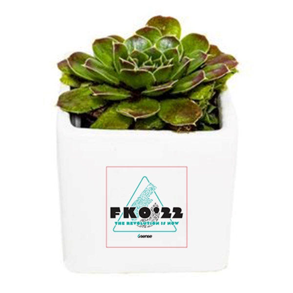 Assorted Succulents in White Square Ceramic Pot... from ASI 58295 Groline