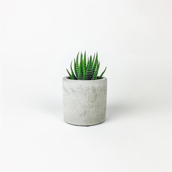 Hard-to-Kill Customizable Potted Plant Perfect for any Desk Space!... from ASI 49451 Desk Plants LLC