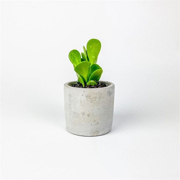 Hard-to-Kill Customizable Potted Plant Perfect for any Desk Space!... from ASI 49451 Desk Plants LLC