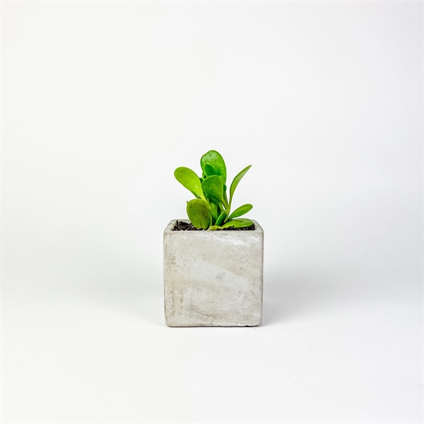 Hard-to-Kill Customizable Potted Plant Perfect for any Desk Space!... from ASI 49451 Desk Plants LLC