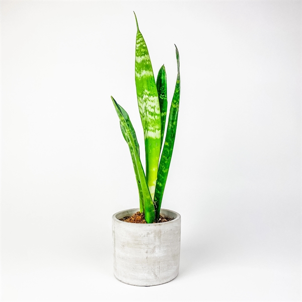 Hard-to-Kill Customizable Potted Plant Perfect for any Desk Space!... from ASI 49451 Desk Plants LLC