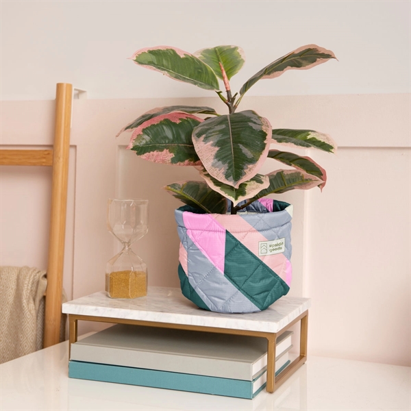 Mary Jane is a unique way to adorn a plain plant... from ASI 74710 Numo