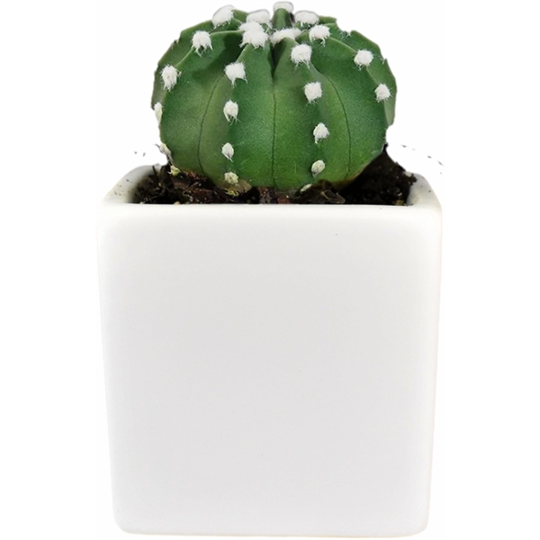 Cactus Growing kit Gift box - Live cactus with perium white... from ASI 72657 Active Life Promo / Ingrain