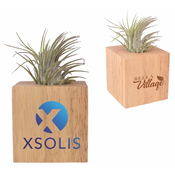 Air Plant with Wood Cube, perfect for every office, home, school... from ASI 72657 Active Life Promo / Ingrain