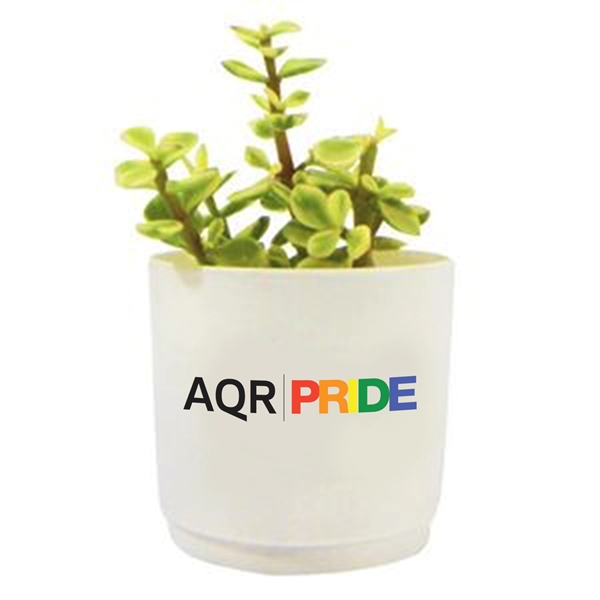 Assorted Succulents in White Pot... from ASI 58295 Groline