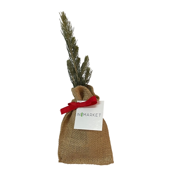 Live Evergreen Tree Seedling in Burlap Bag... from ASI 58295 Groline