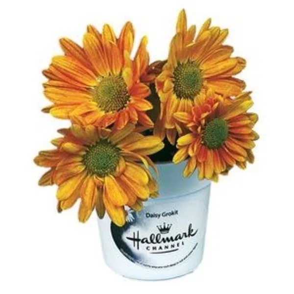 Flower Seed KIt... from ASI 58295 Groline