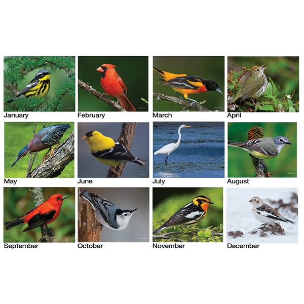 12 month calendar featuring photos of colorful birds.... from ASI 50873 Drum-Line / Drum-line Inc