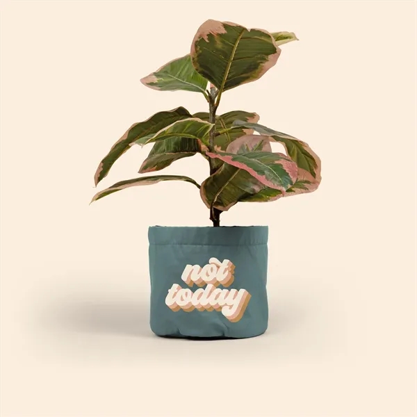 Mary Jane is a unique way to adorn a plain plant... from ASI 74710 Numo