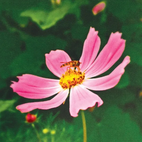 6' Table Top aluminum hardware medium stretch polyester replacement banner... from ASI 80228 Quinn