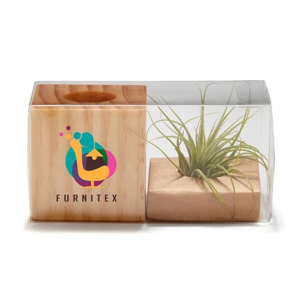 2" x 4" x 2" Air Plant low maintenance home or... from ASI 63549 Jornik Manufacturing Corp