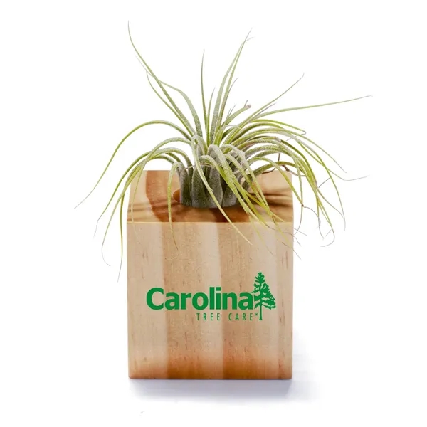 2" x 4" x 2" Air Plant low maintenance home or... from ASI 63549 Jornik Manufacturing Corp